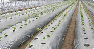 upload/1c/202508/Agricultural Films.jpg
